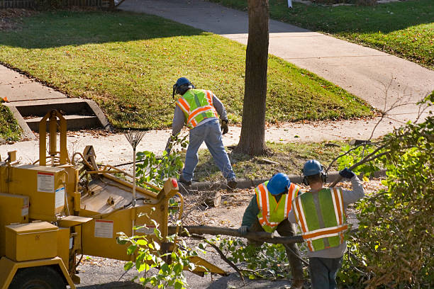 Organic Lawn Care Solutions in North Miami Beach, FL